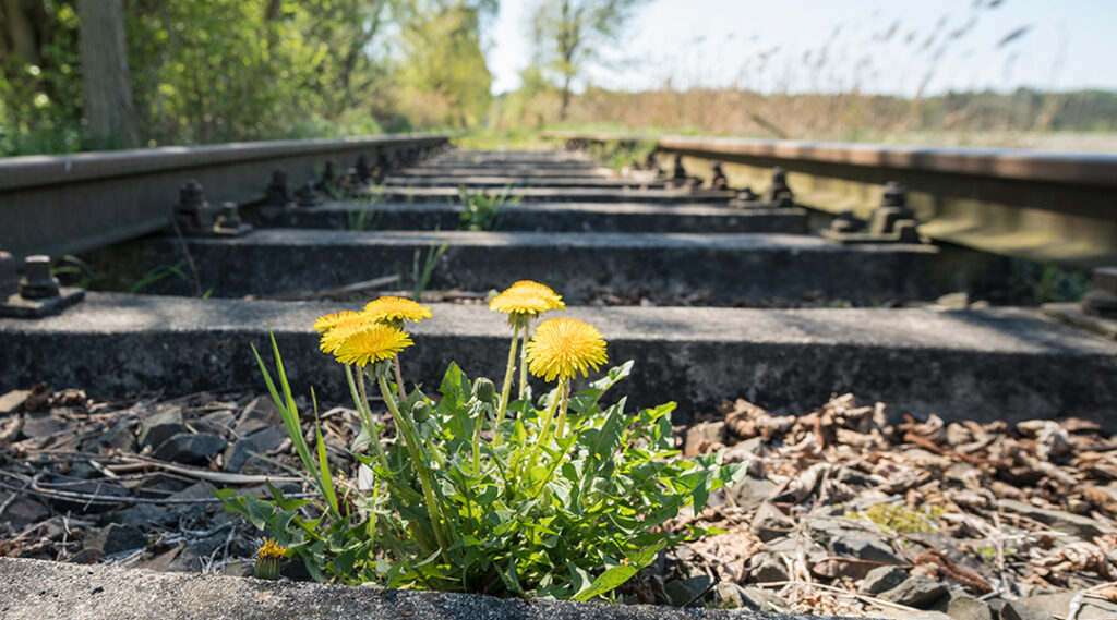 Homburg – Zweibrücken: Reaktivierung gestartet
