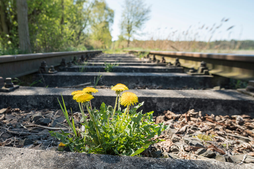 Zwischen verrosteten Schienen wächst Unkraut.