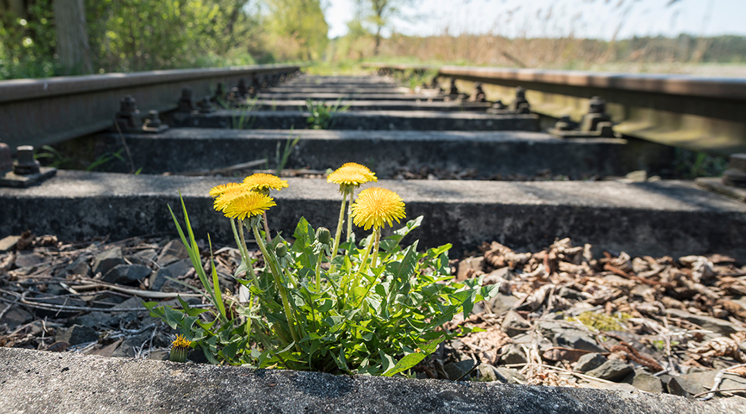 Zwischen den Gleisen blüht Löwenzahn.