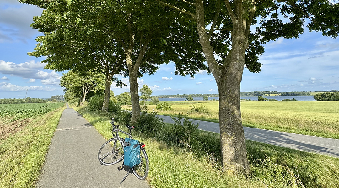 Ein Fahrrad steht auf einem Radweg, der unter Bäumen entlangführt.