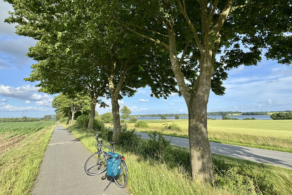 Ein Fahrrad steht auf einem Radweg, der unter Bäumen entlangführt.