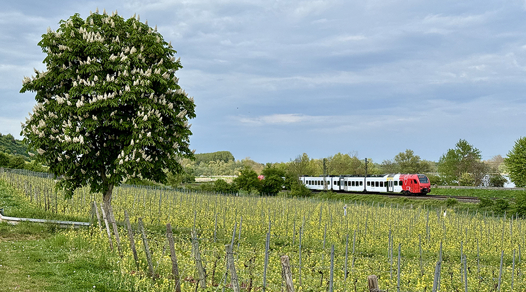 Ein Zug fährt an einer blühenden Kastanie sowie an Weinreben vorbei.