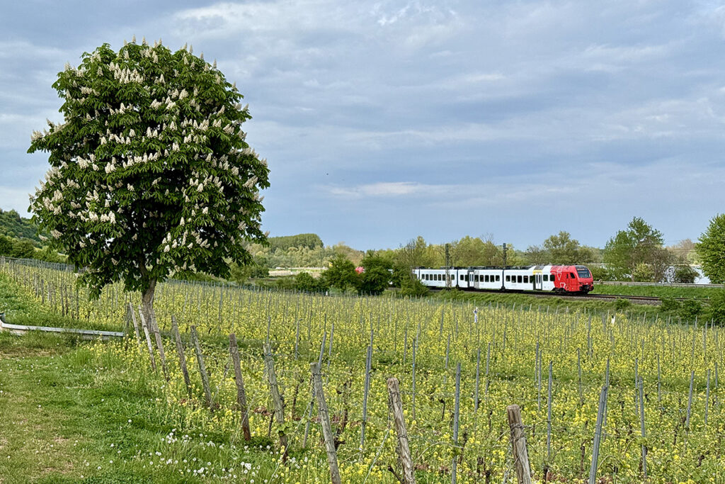 Ein Zug fährt an einer blühenden Kastanie sowie an Weinreben vorbei.